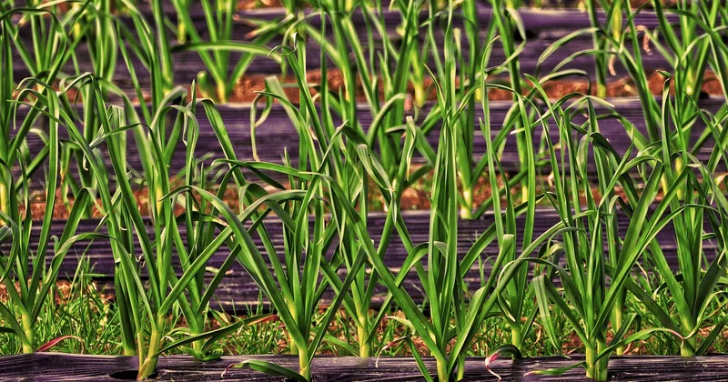 Comment protéger vos cultures du gel et du soleil en même temps