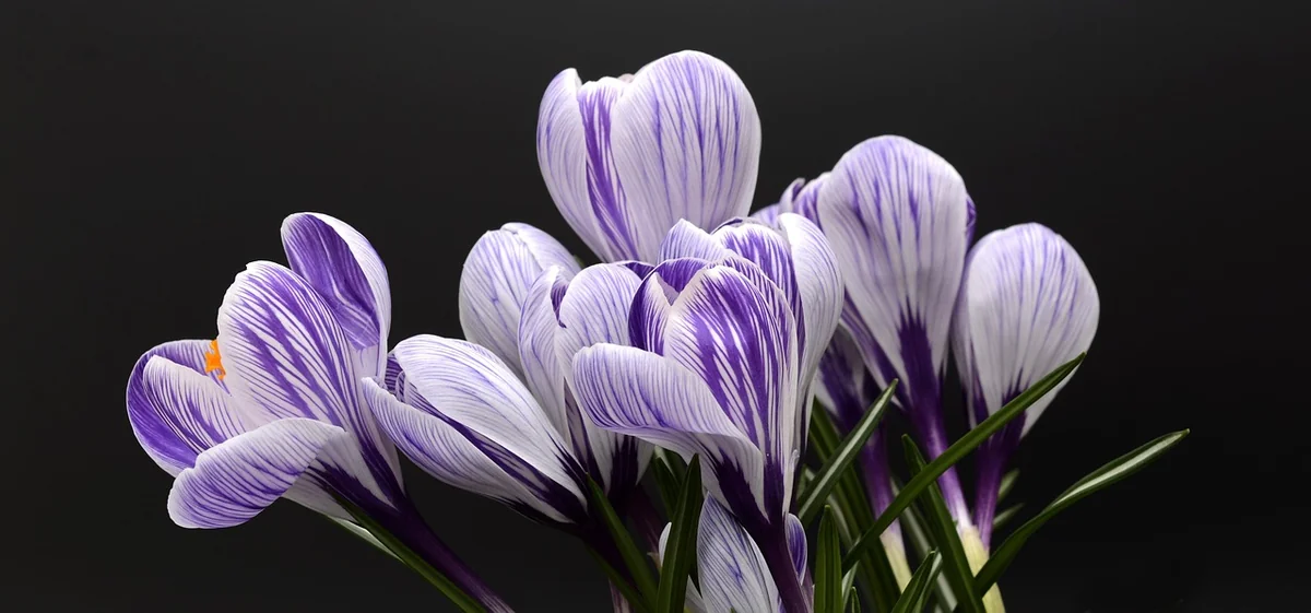 Les meilleures plantes pour débuter (et celles à éviter)